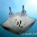 ray_manta_h_00058_yap0979.jpg
